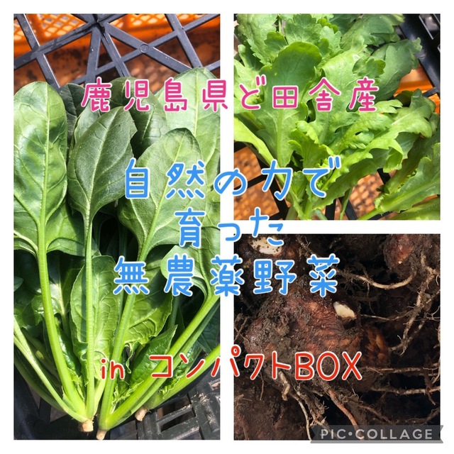 鹿児島県ど田舎産 無農薬野菜詰め合わせ♪コンパクトBOX 食品/飲料/酒の食品(野菜)の商品写真