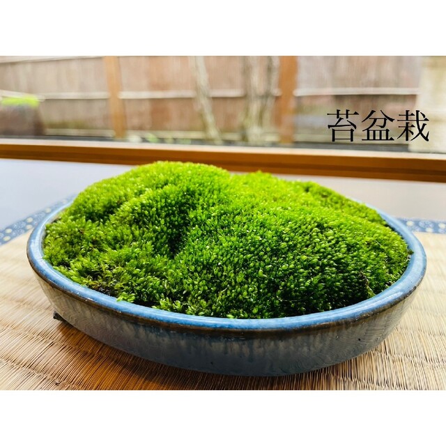 専用/ 丸皿3枚付き》苔の盆栽の通販 by こけだまや|ラクマ 専用/ 丸皿3枚付き》苔の盆栽の通販 by こけだまや|ラクマ