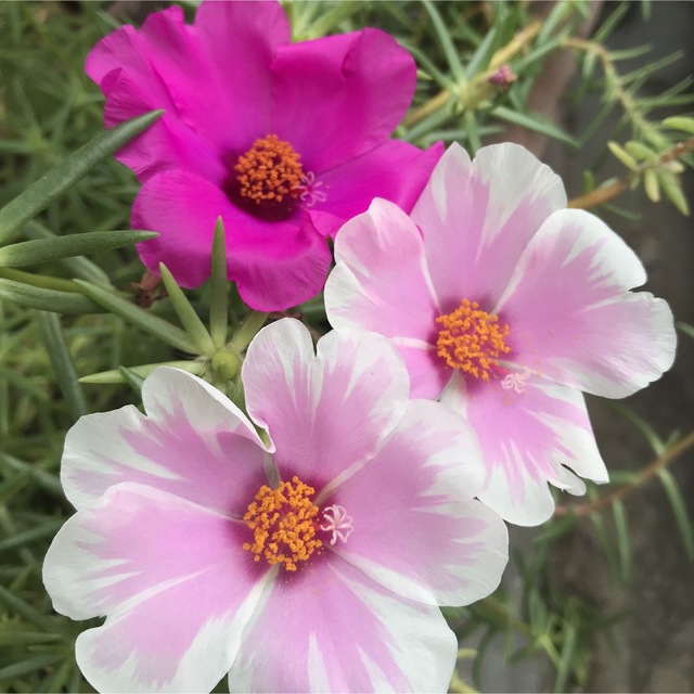 即購入OK 大輪 松葉牡丹 マツバボタン  5本 ピンク 白 ビビット ハンドメイドのフラワー/ガーデン(その他)の商品写真
