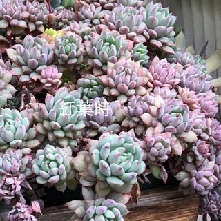 多肉植物^o^  クリッシーNライアン　抜き苗(その他)