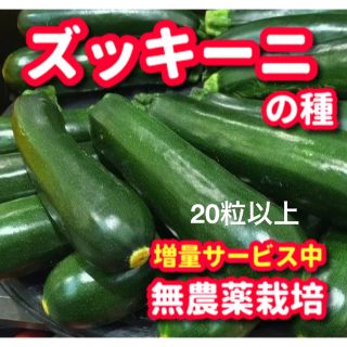 ズッキーニの種【20粒以上】無農薬栽培の種・増量サービス中(野菜)