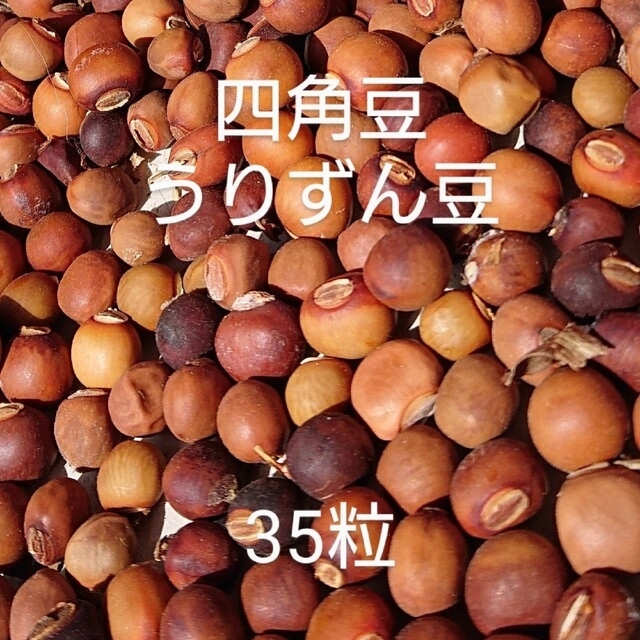 四角豆の種(うりずん豆)と おまけ綿花の種 食品/飲料/酒の食品/飲料/酒 その他(その他)の商品写真