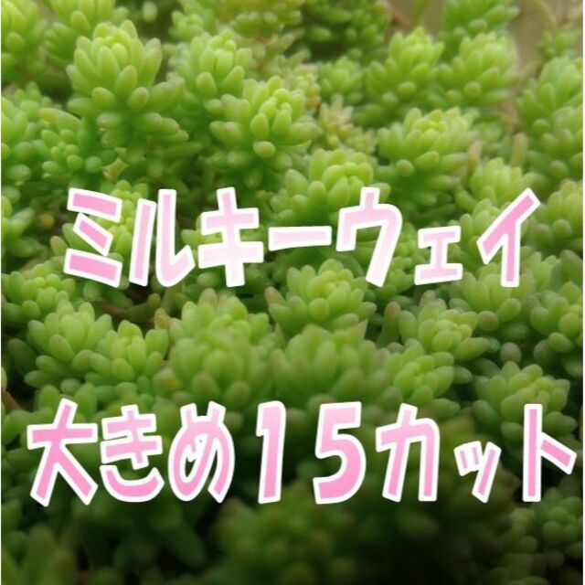 ミルキーウェイ大きめ１５カット　多肉植物　セダム　グリーンカバー　グランドカバー ハンドメイドのフラワー/ガーデン(その他)の商品写真