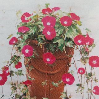 花の種         つばめ朝顔(その他)