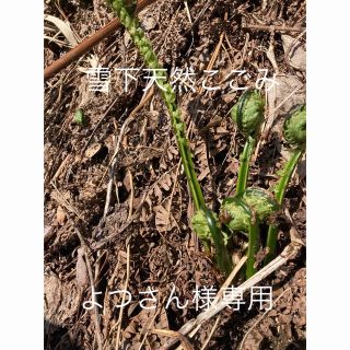 新潟県産天然雪下こごみ(野菜)