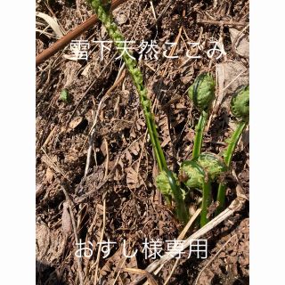 新潟県産雪下天然こごみ(野菜)