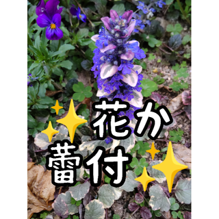 🌷1苗約10cm✨花か蕾付アジュガ・バーガンディグロートリカラー(プランター)