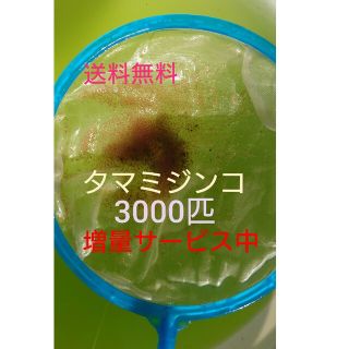 タマミジンコ　約3000匹　グリーンウォーター メダカの餌　活餌(アクアリウム)