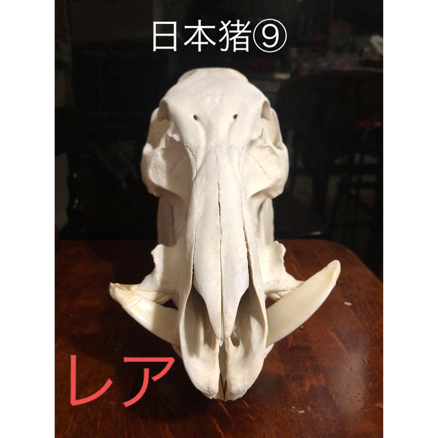 日本猪 頭蓋骨 ⑨