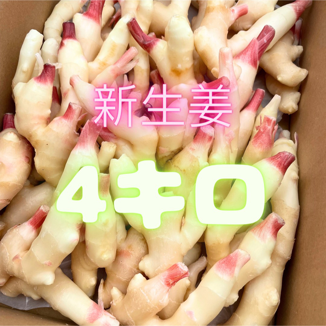 お得用！新生姜　4キロ　01 食品/飲料/酒の食品(野菜)の商品写真