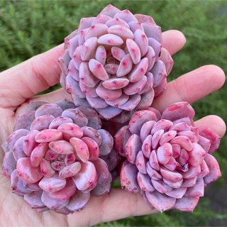 玉芙蓉 超高級苗 レア しっかり紅葉 中心ダイヤモンド 多肉植物-