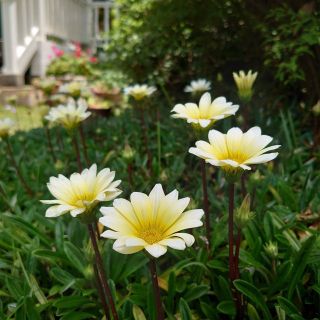 ＊゜太陽のように元気な花ガザニア　クンショウギク（勲章菊）今だけ！8苗♪ (プランター)