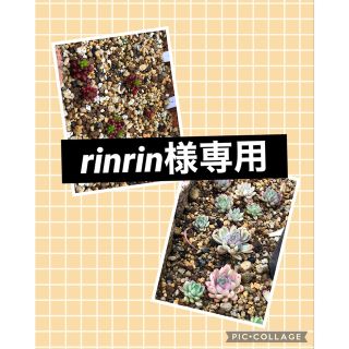 rinrin様専用(その他)