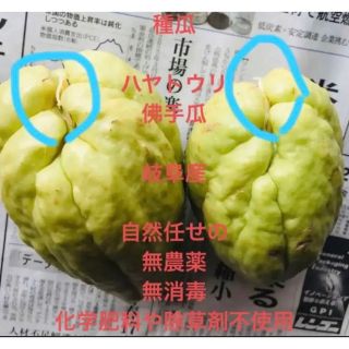 無消毒ハヤトウリ、隼人瓜、佛手瓜、chayote、チャヨテ種用瓜　1個(野菜)