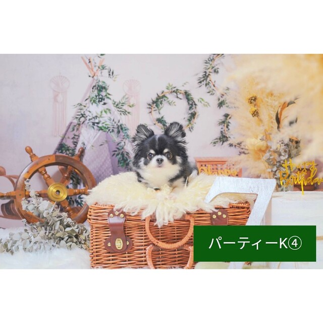 背景布屋内T④ ペット撮影用フォトブース フェルトトリミングチョーカー販売中