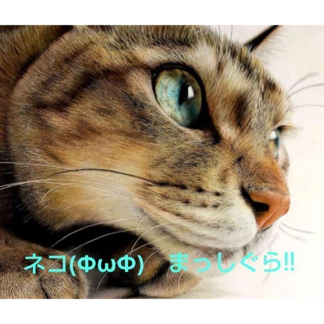 ここから検索　嬉しい楽しい大好きが一杯ΦωΦ　猫　#みんな集まれネコの森　日本