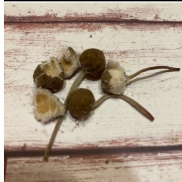 白　一重　秋明菊　シュウメイギクの種 ハンドメイドのフラワー/ガーデン(プランター)の商品写真