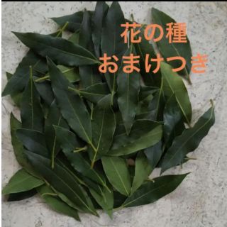 無農薬　月桂樹の葉　ローリエ　50枚　おまけつき(調味料)