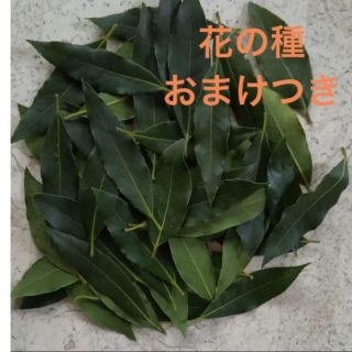 無農薬　月桂樹の葉　ローリエ　50枚　おまけつき(調味料)