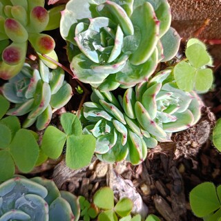 多肉植物　七福神　カット苗(その他)