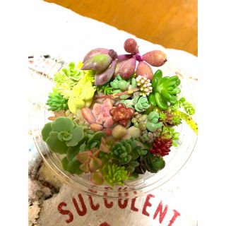 多肉植物カット苗詰め合わせ　多肉植物セダム詰め合わせ(その他)