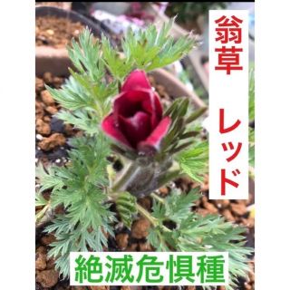 翁草(レッド)一株(その他)