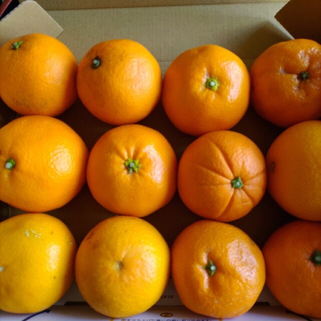 和歌山産春の柑橘類詰め合わせ 食品/飲料/酒の食品(フルーツ)の商品写真
