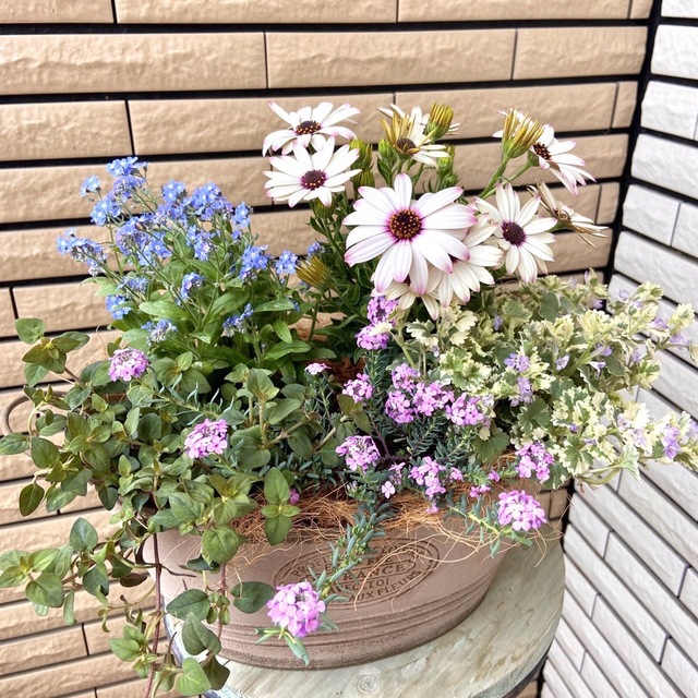 花屋落ち着いた鉢に明るいお花たちの寄せ植え♪