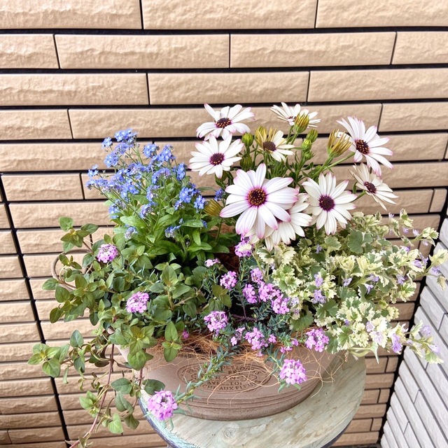 落ち着いた鉢に明るいお花たちの寄せ植え♪ ハンドメイドのフラワー/ガーデン(プランター)の商品写真