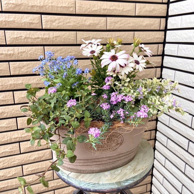落ち着いた鉢に明るいお花たちの寄せ植え♪ ハンドメイドのフラワー/ガーデン(プランター)の商品写真