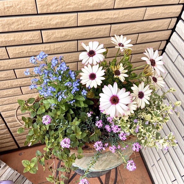 落ち着いた鉢に明るいお花たちの寄せ植え♪ ハンドメイドのフラワー/ガーデン(プランター)の商品写真