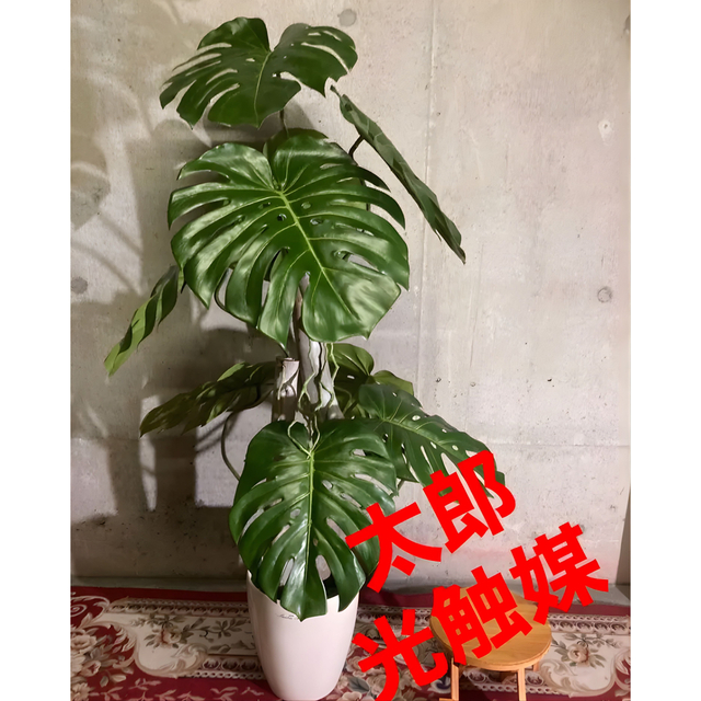 光触媒　人工観葉植物　ウォールグリーン　フェイクグリーン　モンステラ1.3