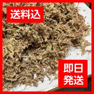 天然水苔 ミズゴケ 乾燥水苔 チリ産(その他)