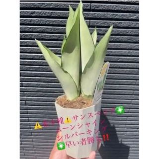 《らくメルカリ便♪》サンセベリア 希少★Hahnii  striata★抜き苗