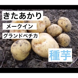 ジャガイモ 種芋 3種類　グランドペチカ　メークイン　きたあかり(野菜)