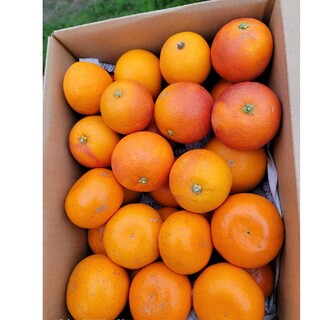愛媛県産　ブラッドオレンジ　せとか　箱込み約4㎏セット　柑橘　ミカン(フルーツ)