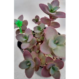 (9)ファイヤークラッカー🎉セダム多肉植物(その他)