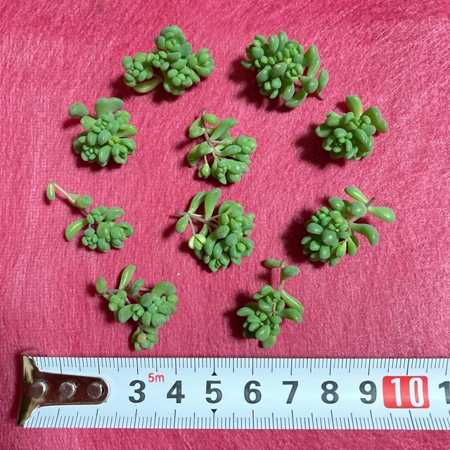 多肉植物   ＊パープルヘイズ＊   10カット ハンドメイドのフラワー/ガーデン(その他)の商品写真