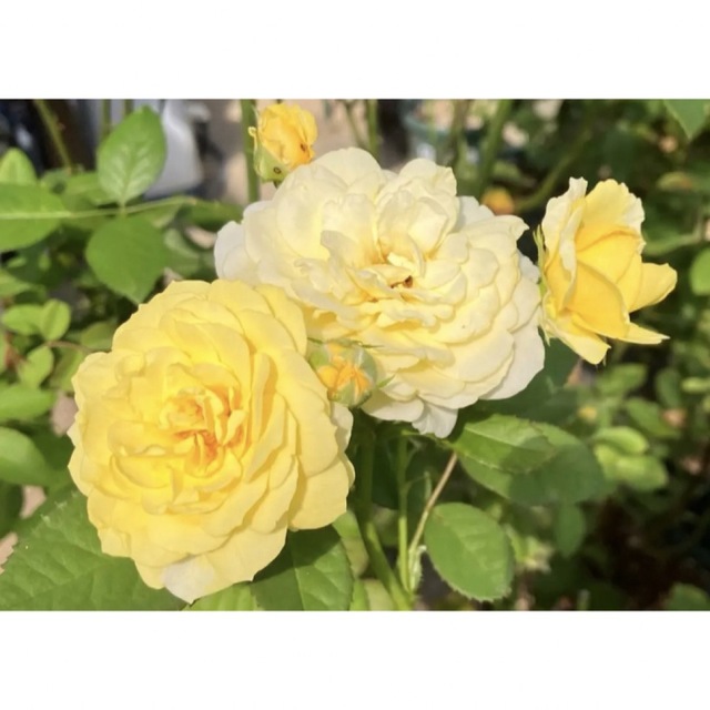 修景薔薇ゴールデンbd★強健★薔薇苗★バラ★挿し木苗★シュラブローズ★薔薇 ハンドメイドのフラワー/ガーデン(その他)の商品写真