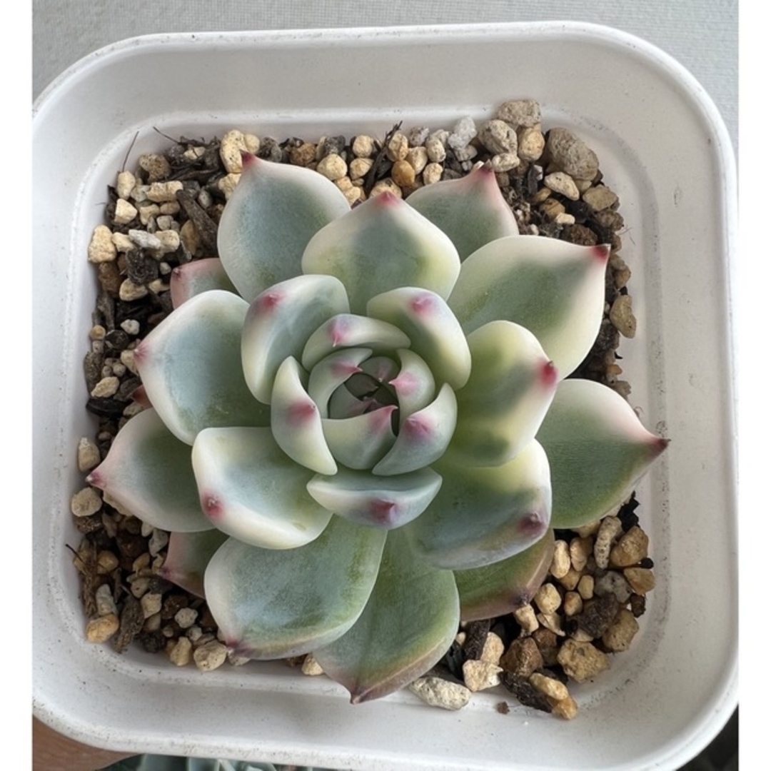 多肉植物 チワワエンシス錦 - その他