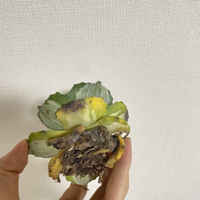 m1多肉植物 アガベ 王妃雷神白中斑厚い葉株 ハンドメイドのフラワー/ガーデン(プランター)の商品写真