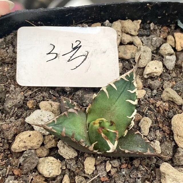 アガベ チタノタ 清櫻 (Agave Titanota Seo)