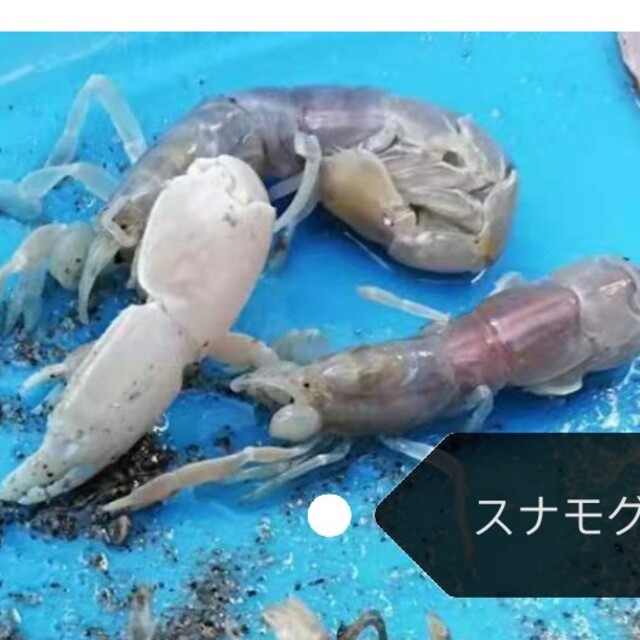 ヤビーポンプ 穴ジャコ カメジャコ スナモグリ 釣餌 潮干狩 うなぎ釣 ...