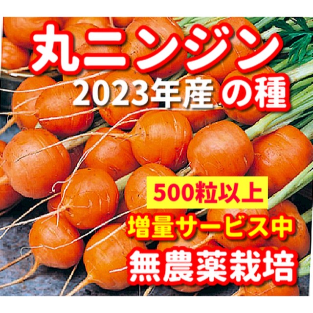 丸ニンジン種【500粒以上】無農薬栽培の種・増量サービス中 食品/飲料/酒の食品(野菜)の商品写真