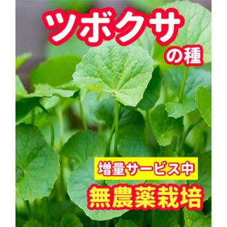 ツボクサの種【200粒以上】無農薬栽培の種・増量サービス中(野菜)