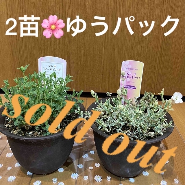 ????sold out????《シレネ苗　ユニフローラ　ナッキーホワイト♡シェルピンク》