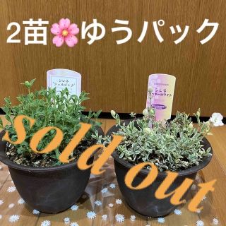 🌸sold out🌸《シレネ苗　ユニフローラ　ナッキーホワイト♡シェルピンク》(その他)