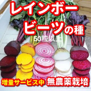 レインボービーツの種【50粒以上】★無農薬栽培の種・増量サービス中(野菜)