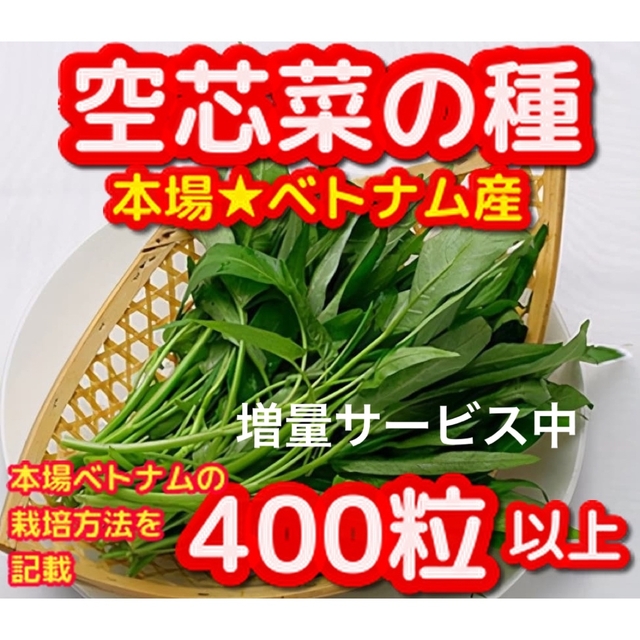 空芯菜の種22g【400粒以上】★無農薬栽培の種、本場ベトナム産・増量サービス中 食品/飲料/酒の食品(野菜)の商品写真