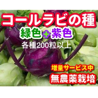 コールラビの種・各200粒以上✦合計400粒以上✦無農薬栽培の種・増量サービス中(野菜)